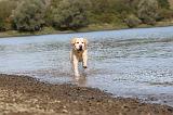 LABRADOR 183